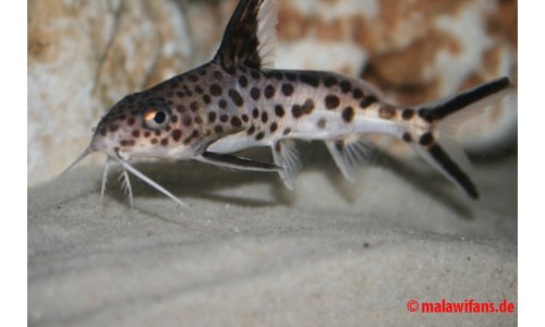 Synodontis multpunktatus